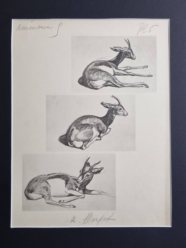 Planche illustrée, Études de Gazelle, Signée André Margat, 1930-1950