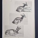 Illustrated plate, Gazelle Studies, Signed André Margat, 1930-1950