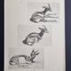 Planche illustrée, Études de Gazelle, Signée André Margat, 1930-1950