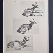 Planche illustrée, Études de Gazelle, Signée André Margat, 1930-1950
