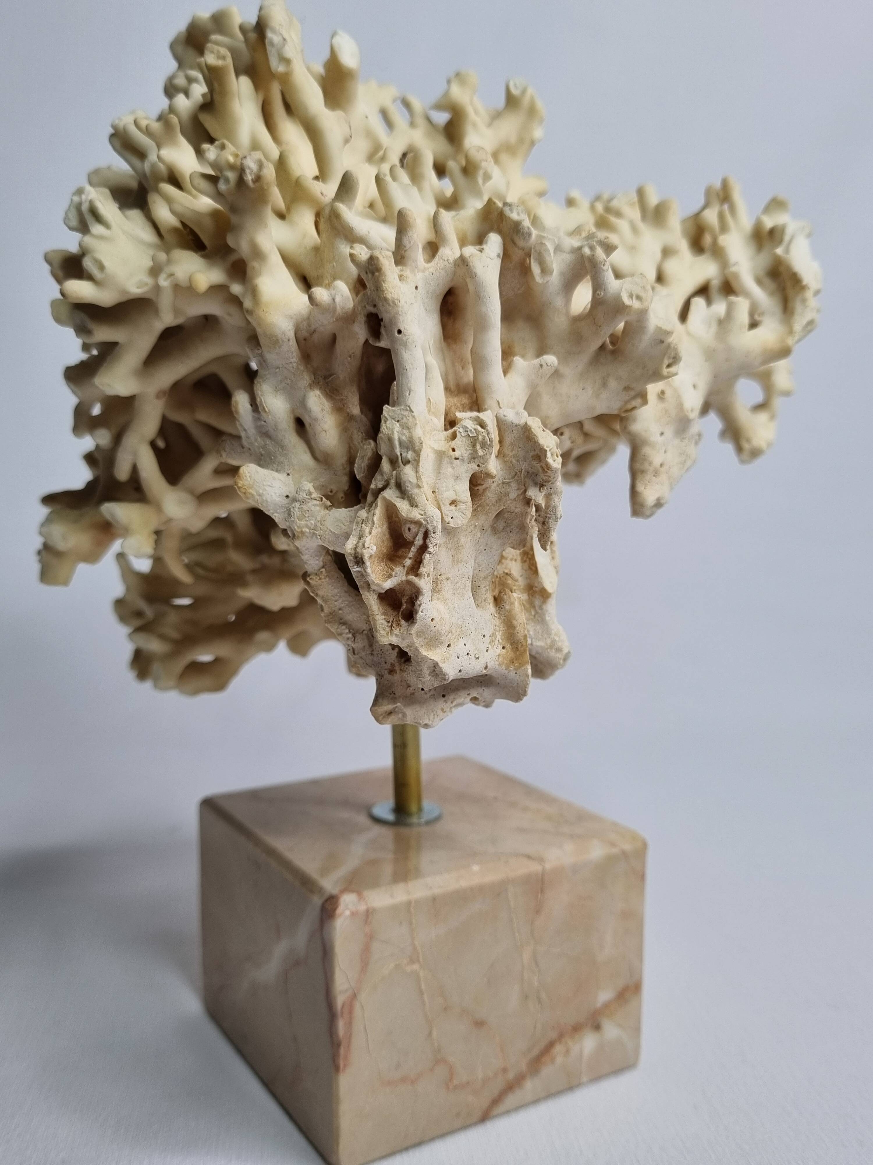 Antique White Coral on Marble Base, Height 20 cm