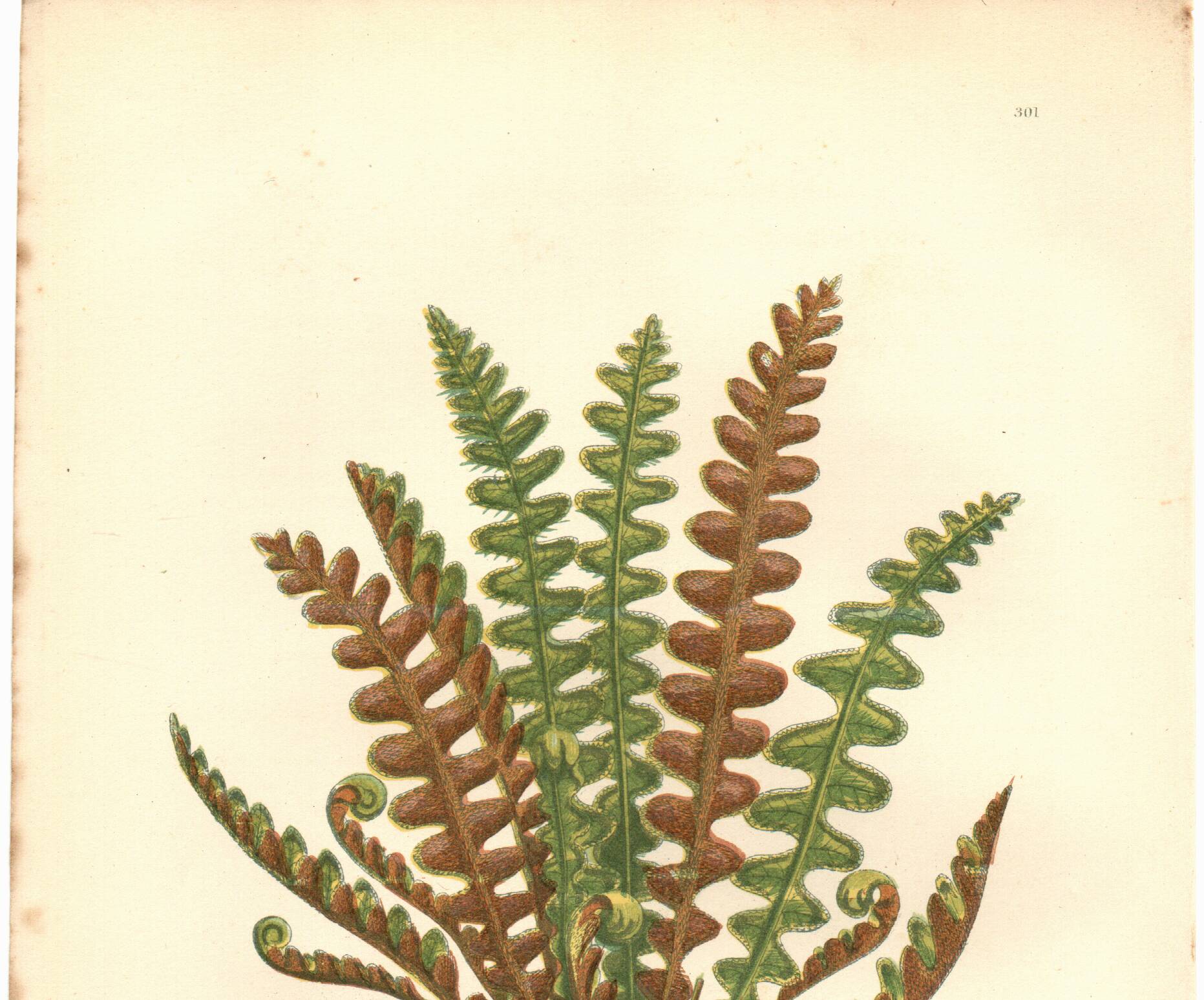 Engraving from 1889 - Scaly Fern by A. Pratt - Botanical Plate