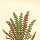 Engraving from 1889 - Scaly Fern by A. Pratt - Botanical Plate