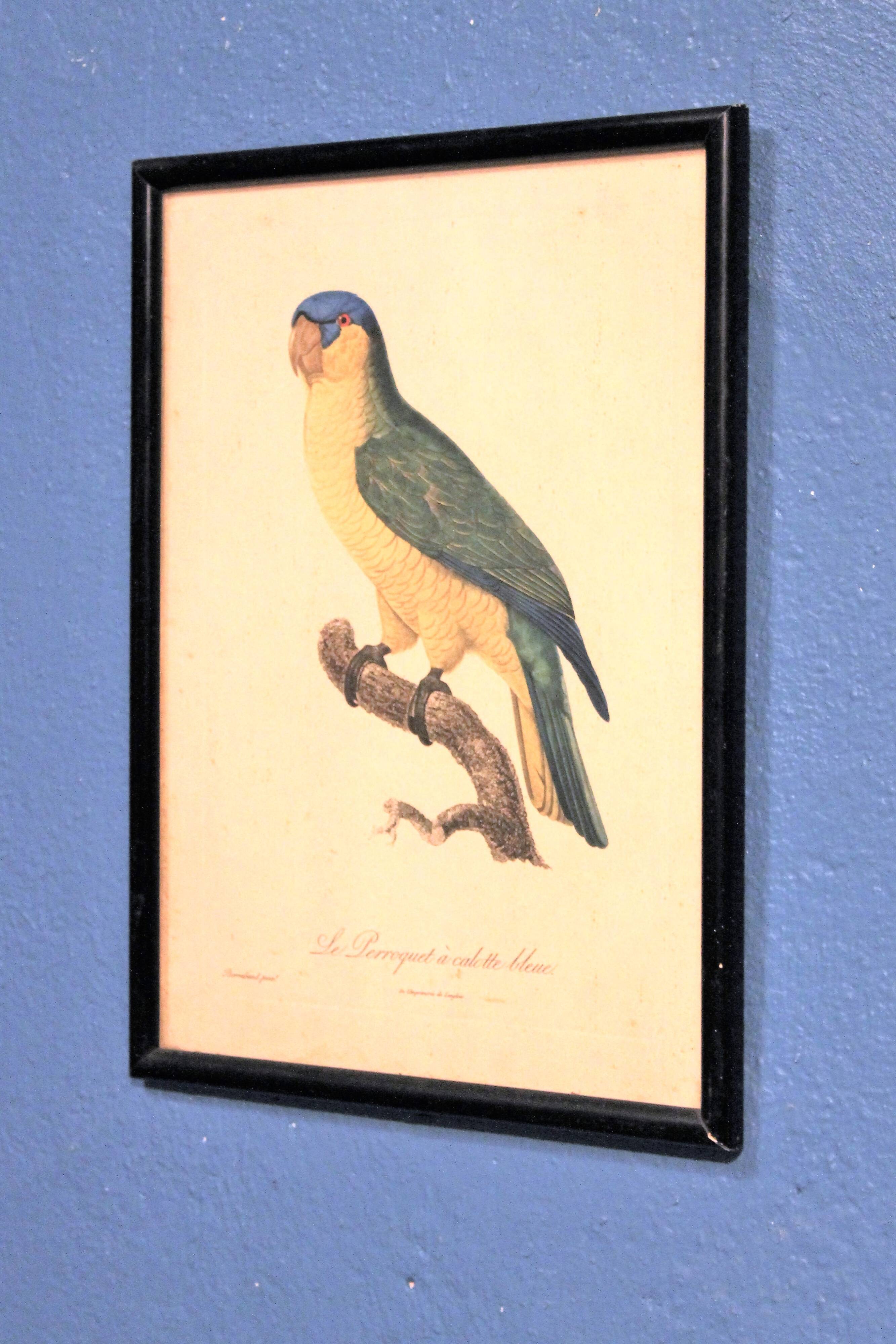 Engraving "Parrot" late 19th century