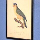Gravure "Perroquet" fin XIXème