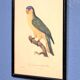Engraving "Parrot" late 19th century