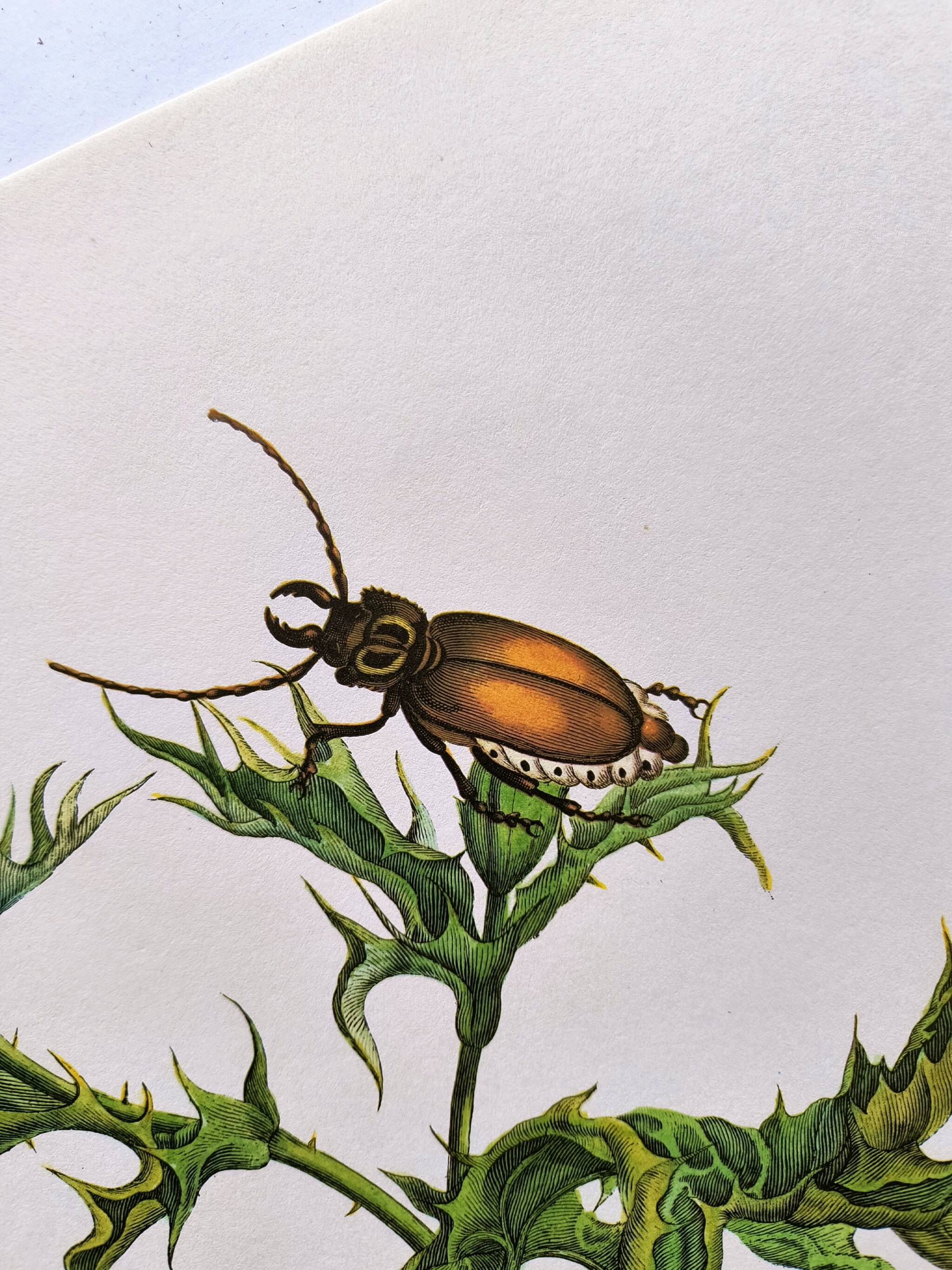 Merian Botanical Plate - Mexican Thorny Thistle - Ancient and Natural