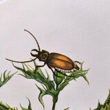 Merian Botanical Plate - Mexican Thorny Thistle - Ancient and Natural