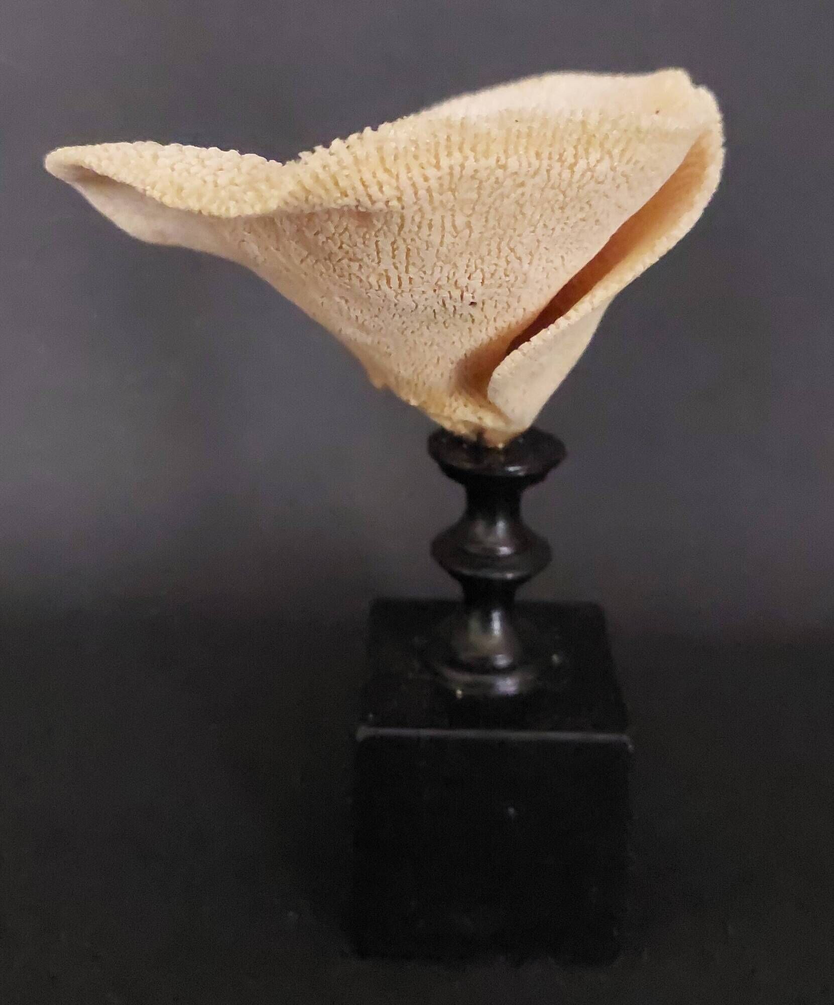 Cabinet of Curiosities sponge carteriospongia foliascens on base