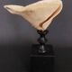 Cabinet of Curiosities sponge carteriospongia foliascens on base