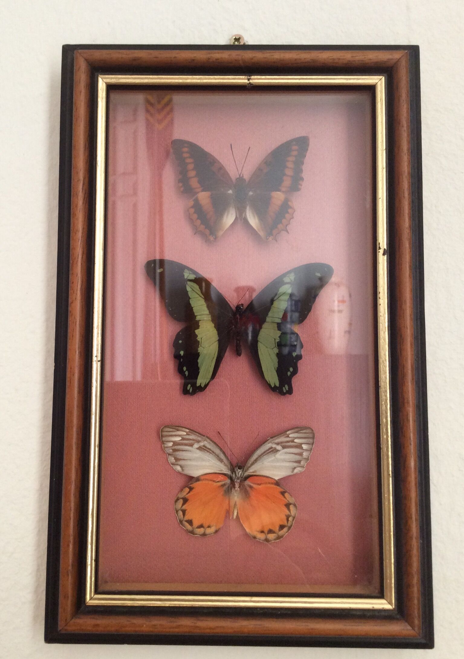 Framework butterflies under glass