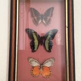 Framework butterflies under glass