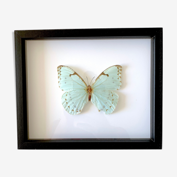 Naturalized butterfly frame