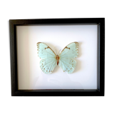 Naturalized butterfly frame