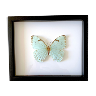 Naturalized butterfly frame