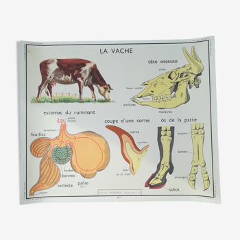 Affiche pédagogique Rossignol "La vache et le porc"