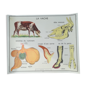 Affiche pédagogique Rossignol