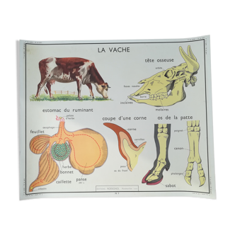 Affiche pédagogique Rossignol "La vache et le porc"