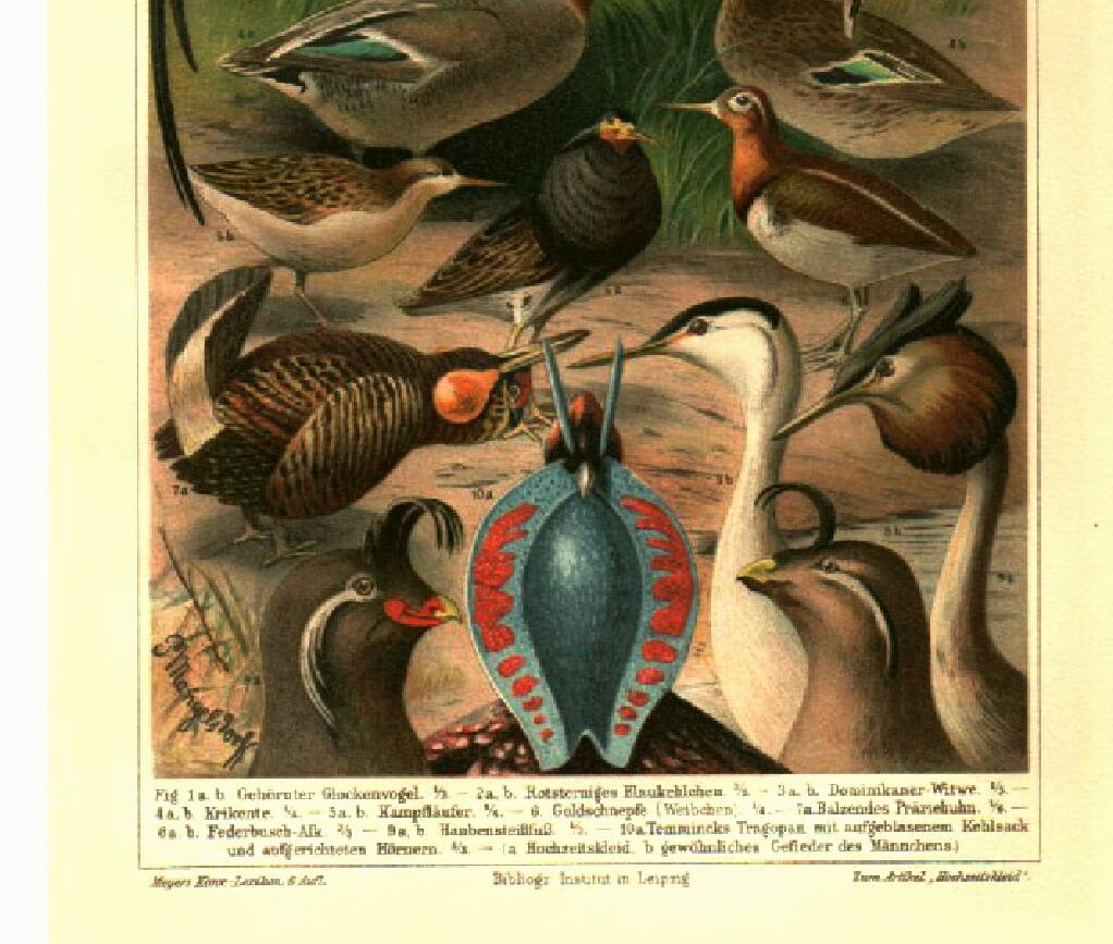 Old engraving from 1904 - Birds in breeding plumage - illustration