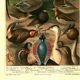 Old engraving from 1904 - Birds in breeding plumage - illustration