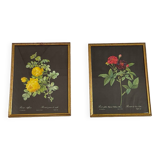 Pair of flower engravings