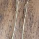 Silver-plated metal lion's paw sugar tongs
