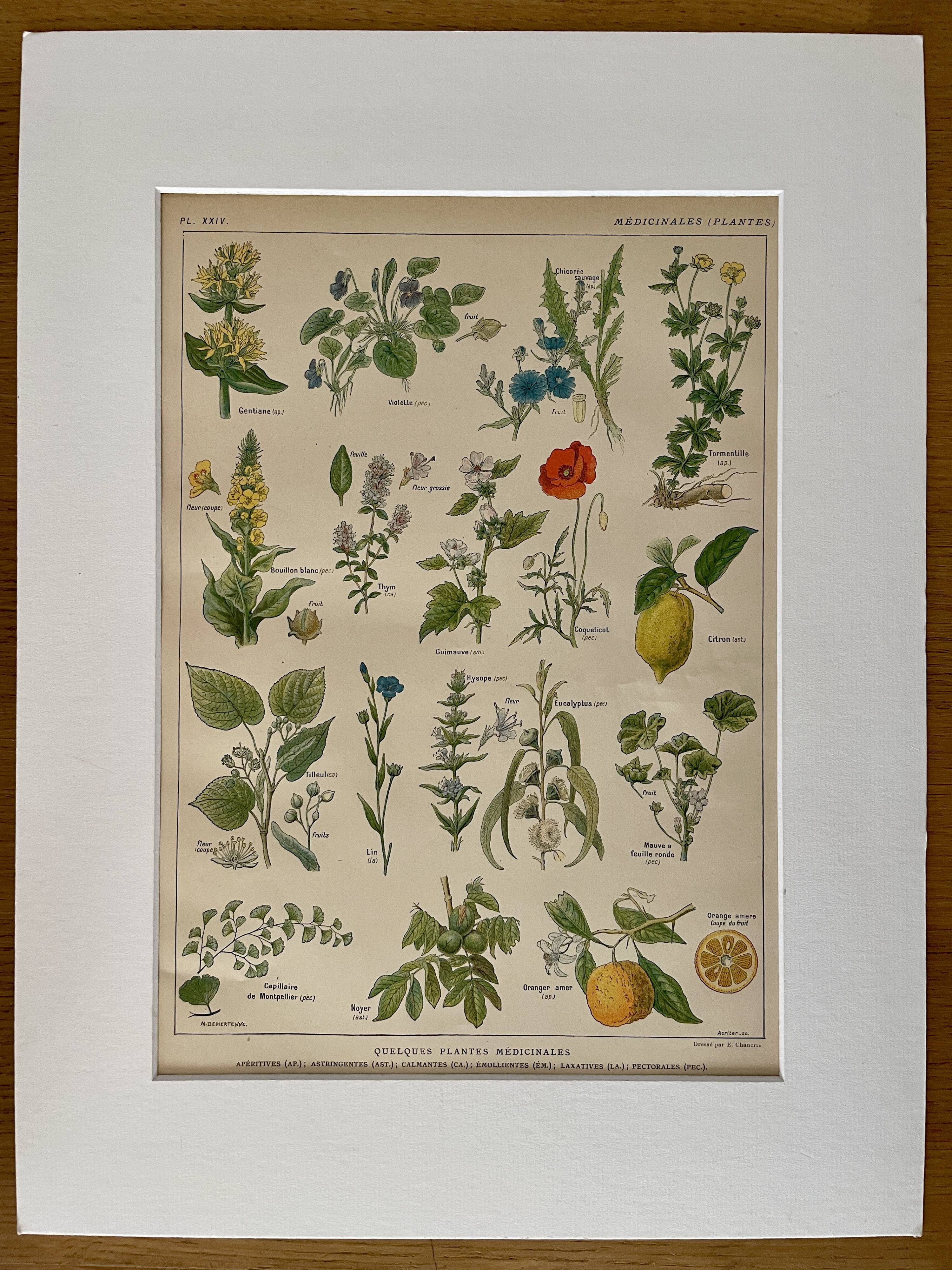 Lithographie plantes médicinales (XXIV) - 1920