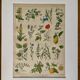 Lithographie plantes médicinales (XXIV) - 1920