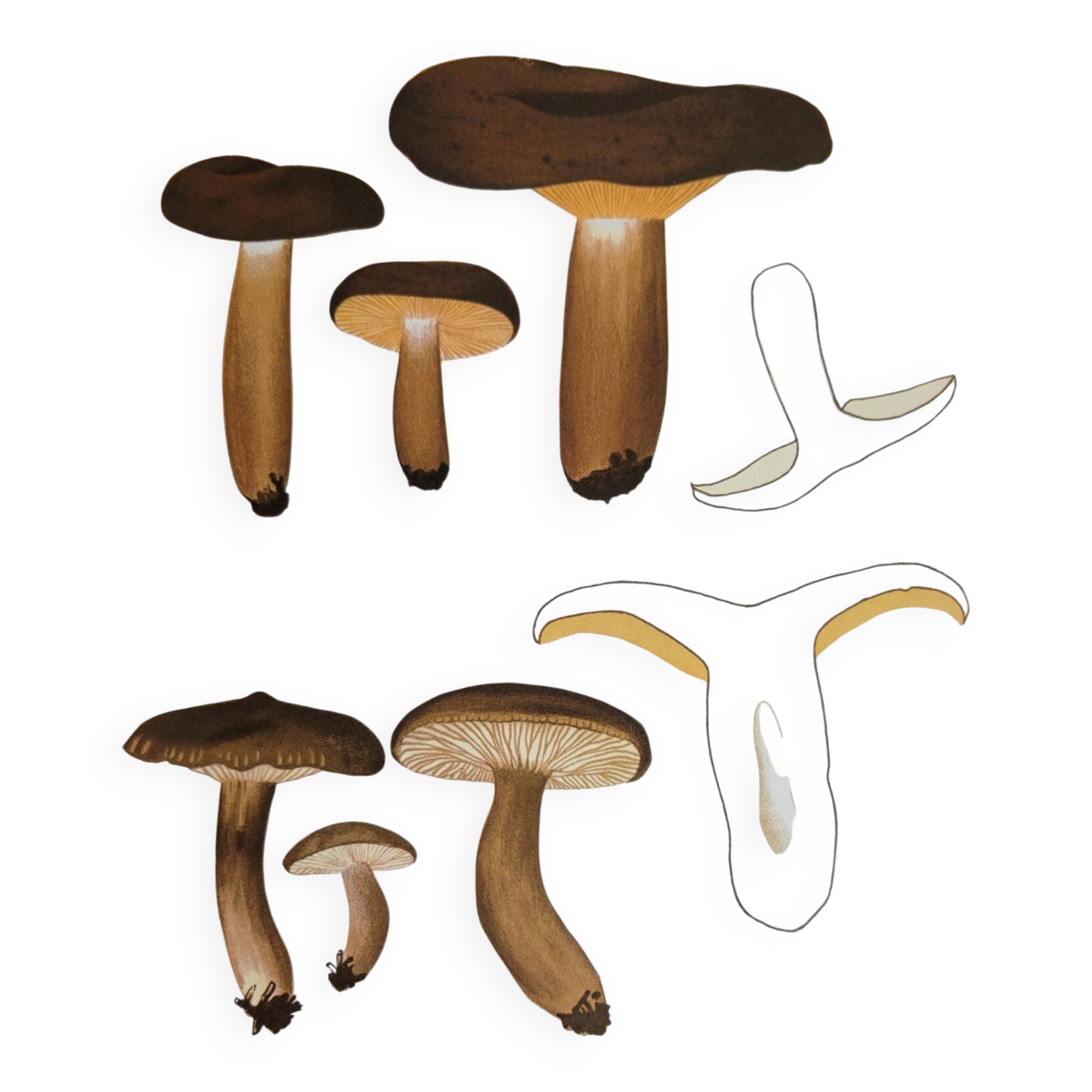 Botanical plate mushroom, 1960