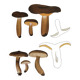Botanical plate mushroom, 1960
