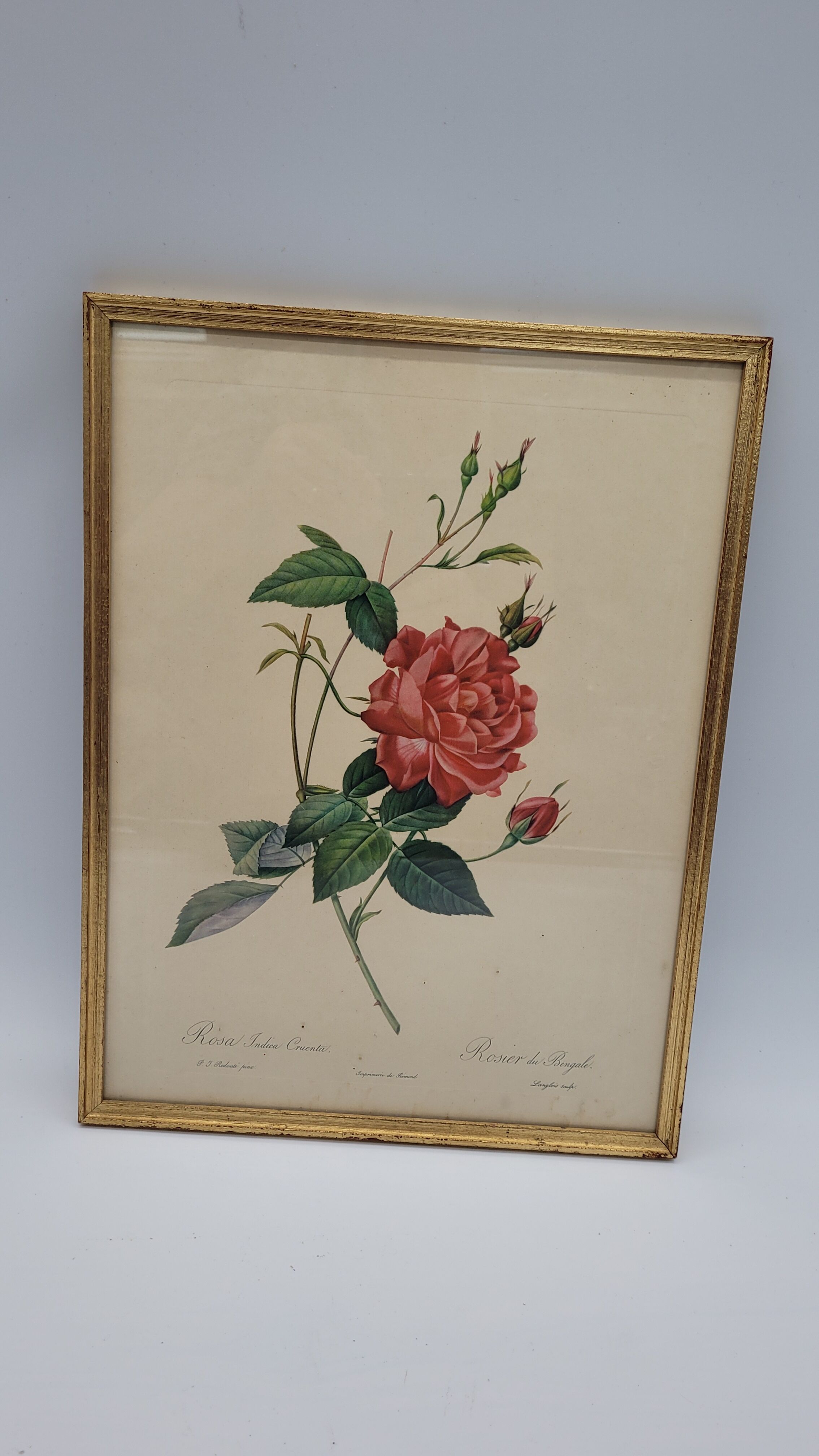 Bengal rose lithograph