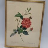 Bengal rose lithograph