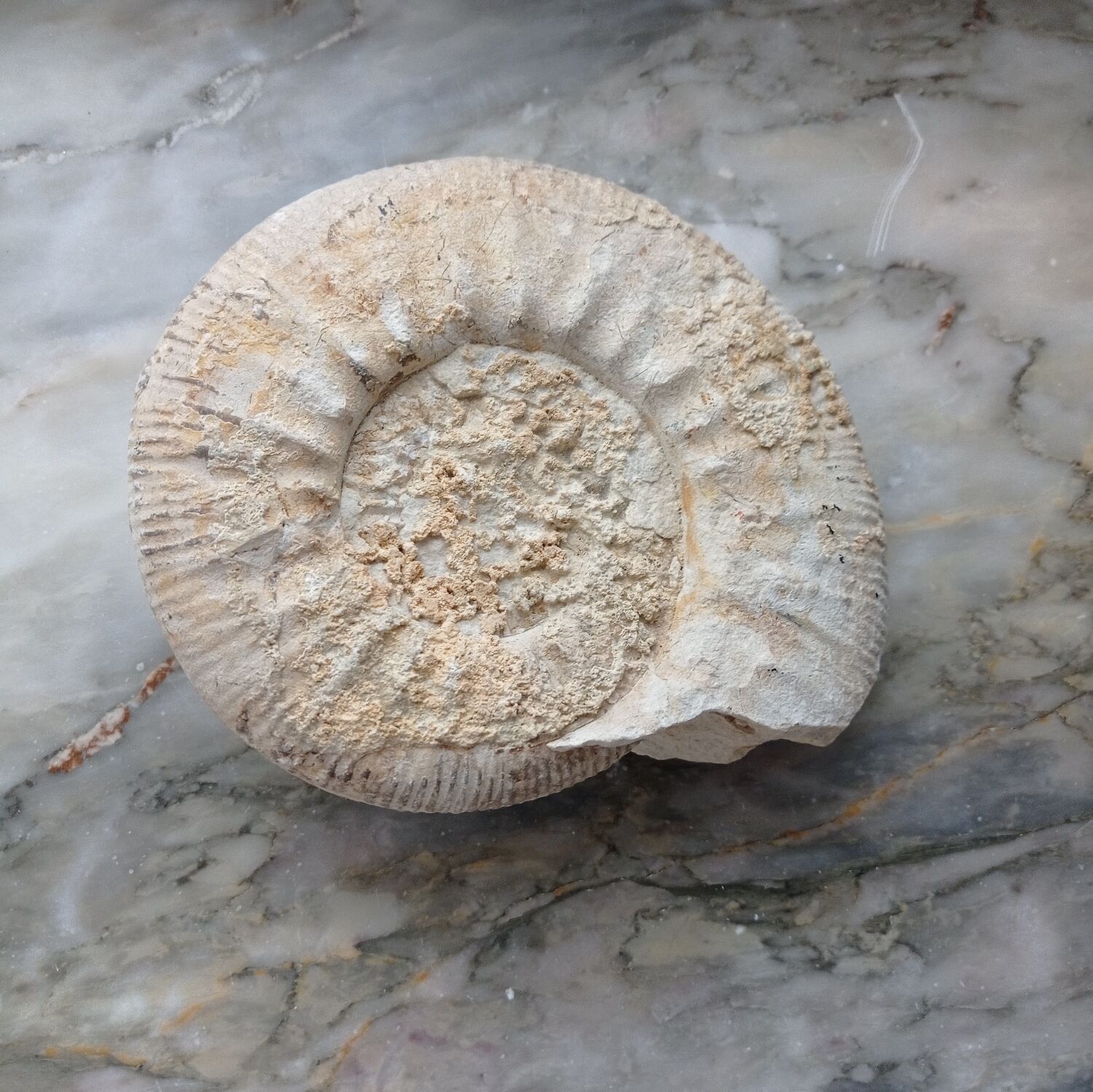 Ammonite fossilisée