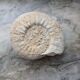Ammonite fossilisée