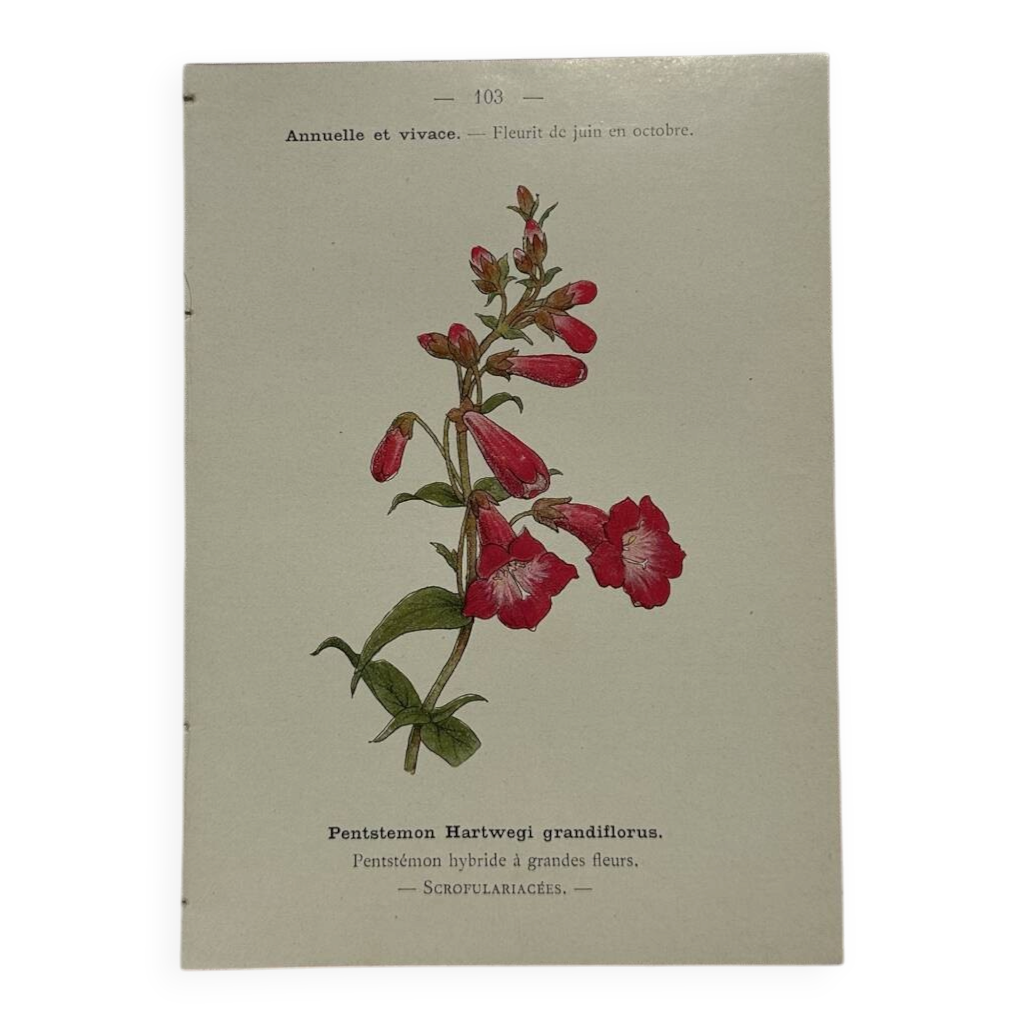 🌿 Botanical Plate Old Naturalist Engraving 19th Century Double-Sided A