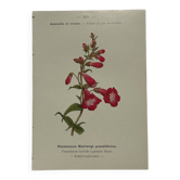 🌿 Botanical Plate Old Naturalist Engraving 19th Century Double-Sided A