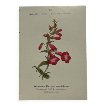 🌿 Botanical Plate Old Naturalist Engraving 19th Century Double-Sided A