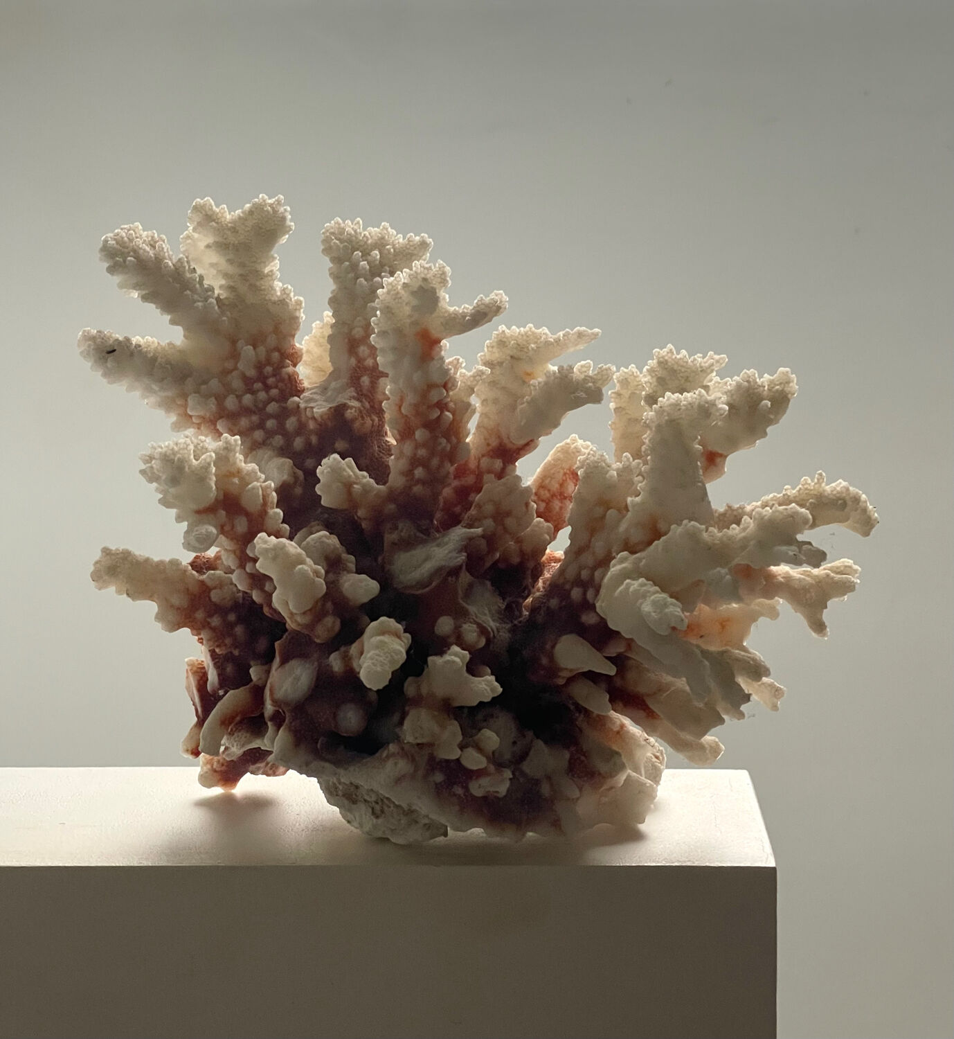 Natural branching coral.