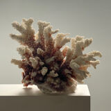 Natural branching coral.