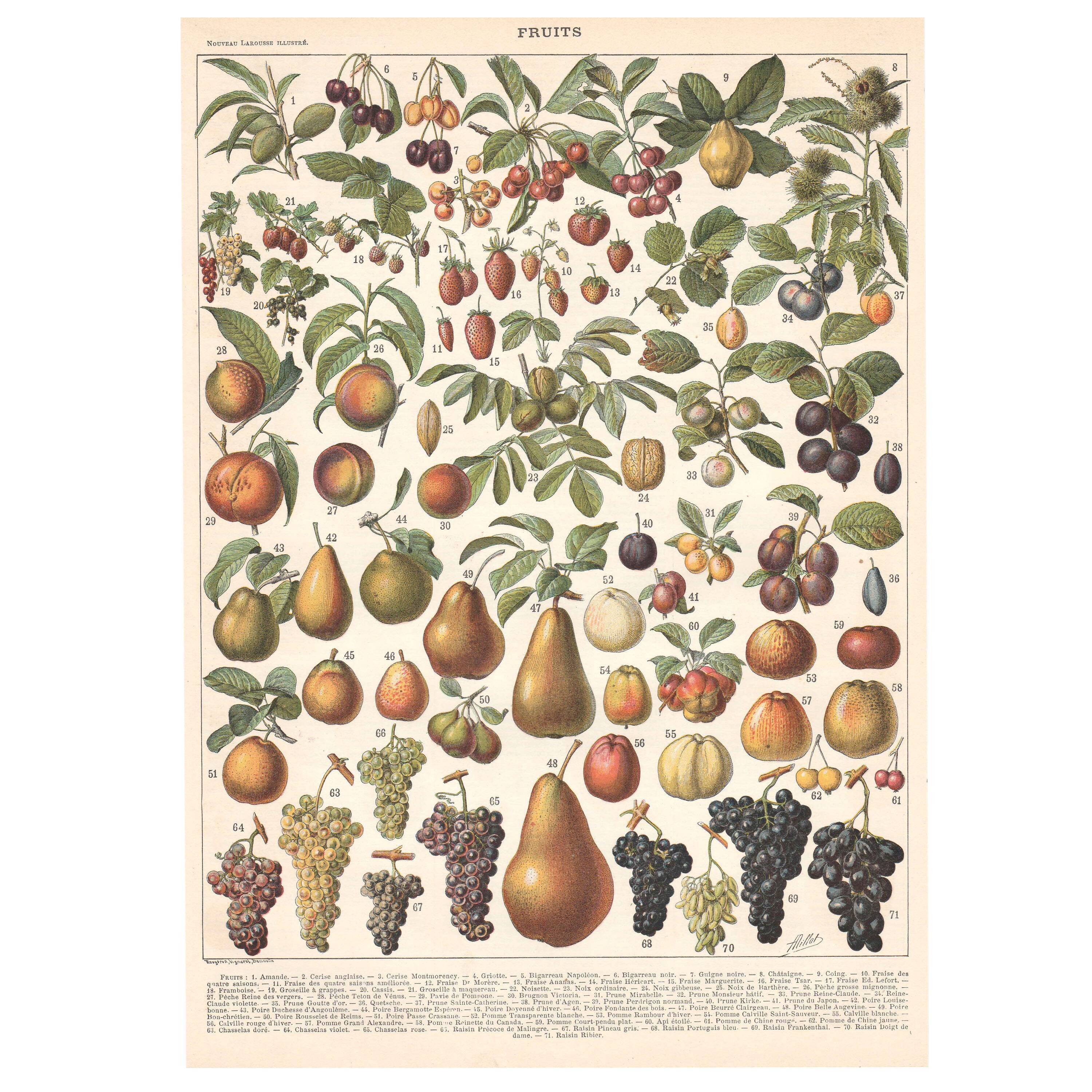Old plate on fruits 1897