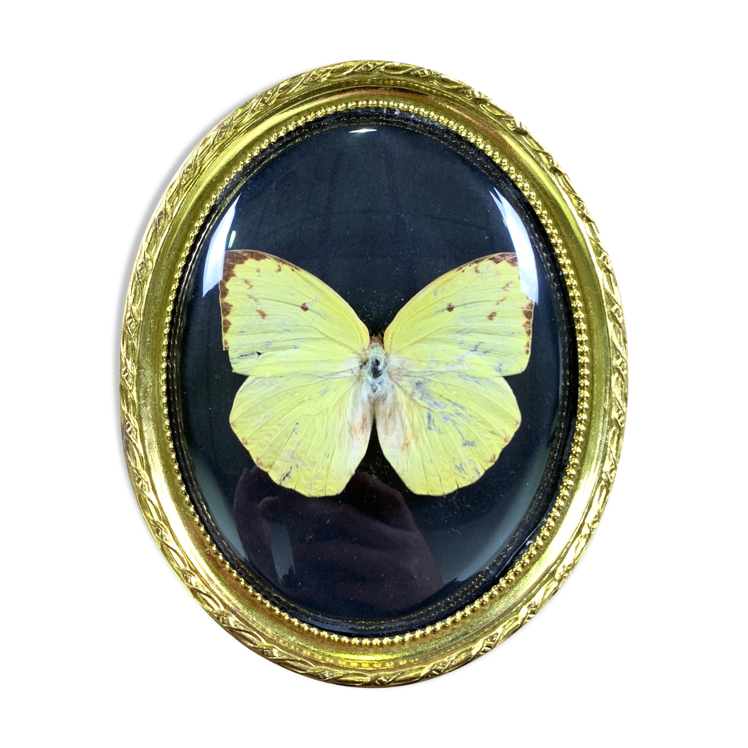 Butterfly under curved frame