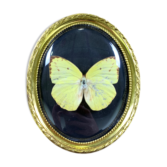 Butterfly under curved frame