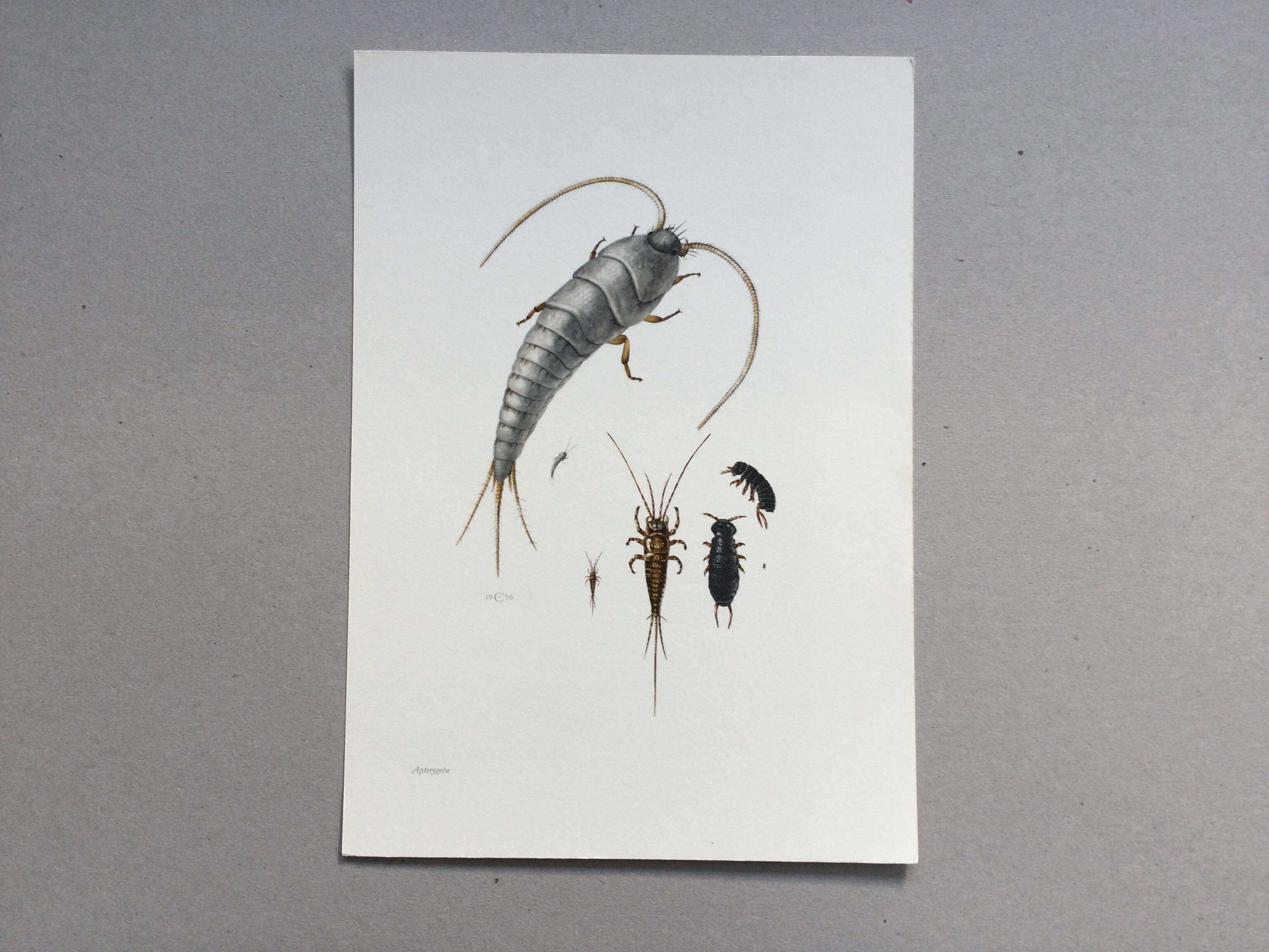 Old illustration "insects", 1960s