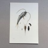 Old illustration "insects", 1960s