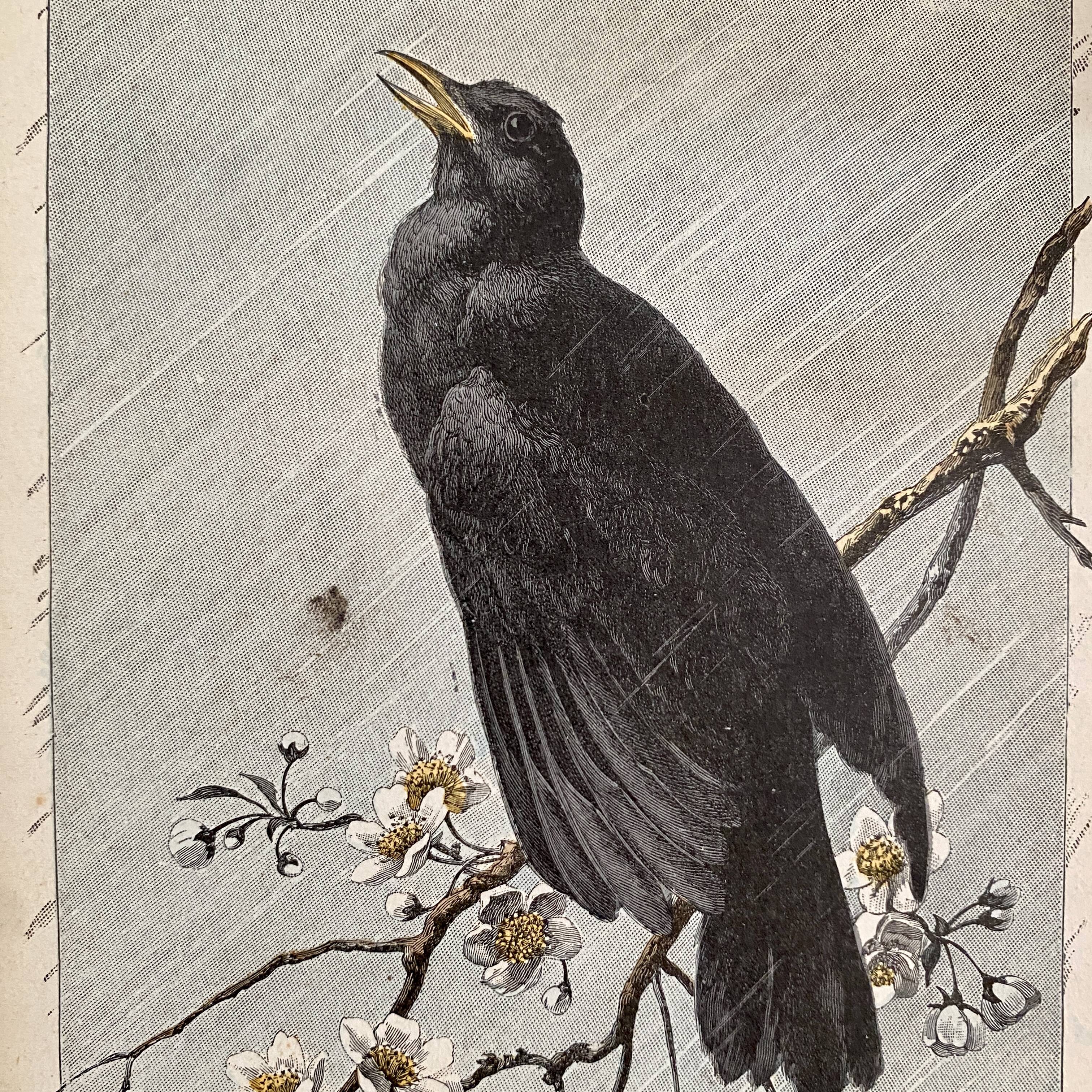 Old engraving of a bird - giacomelli and huyot - le merle -