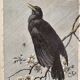 Old engraving of a bird - giacomelli and huyot - le merle -