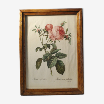 Lithographie P.J. Redouté rosier