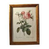 Lithograph P.J. Feared rose bush