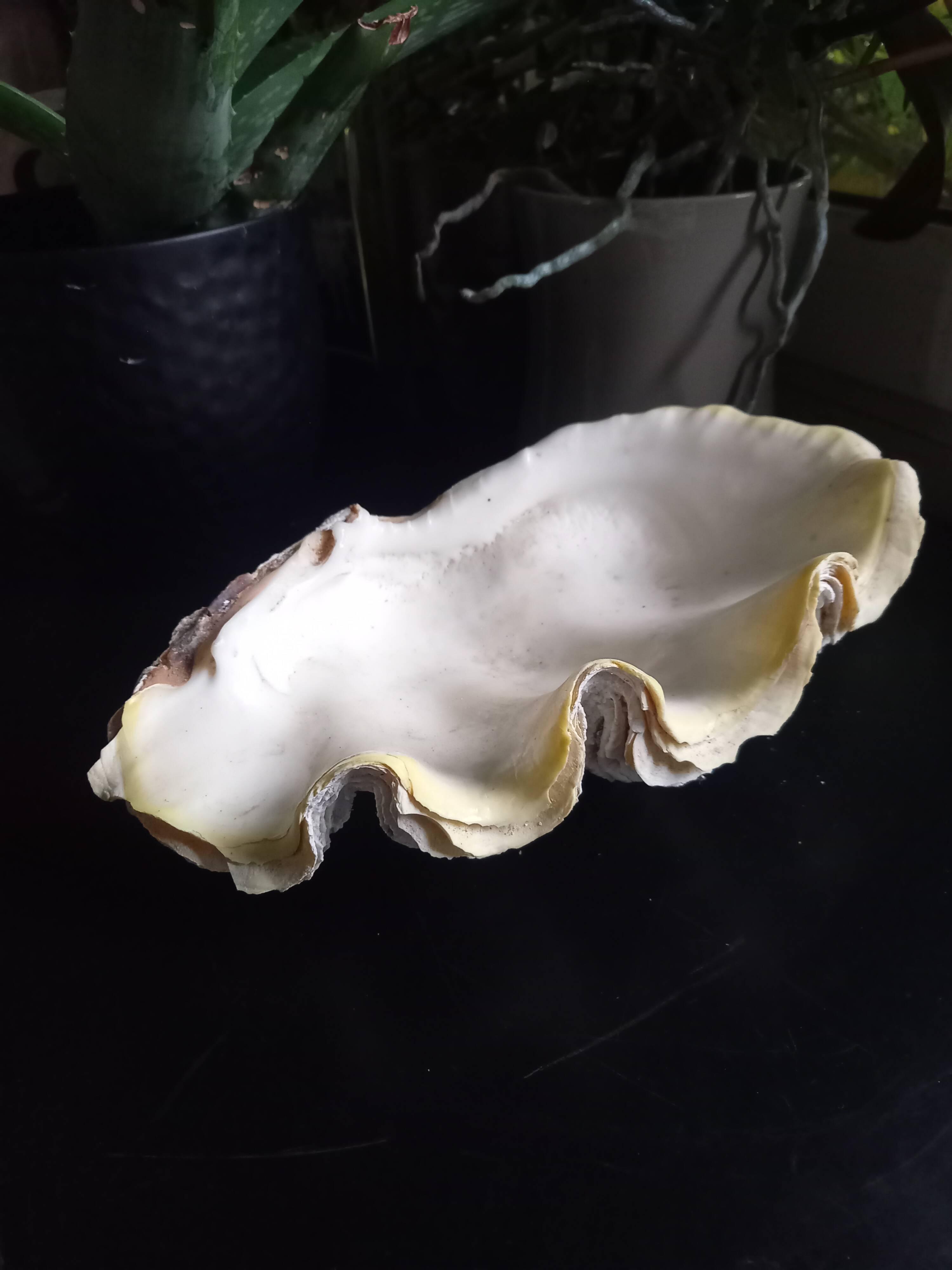 Large vintage holy water clam shell