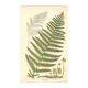Antique botanical engraving, 1889 - Common fern by A. Pratt